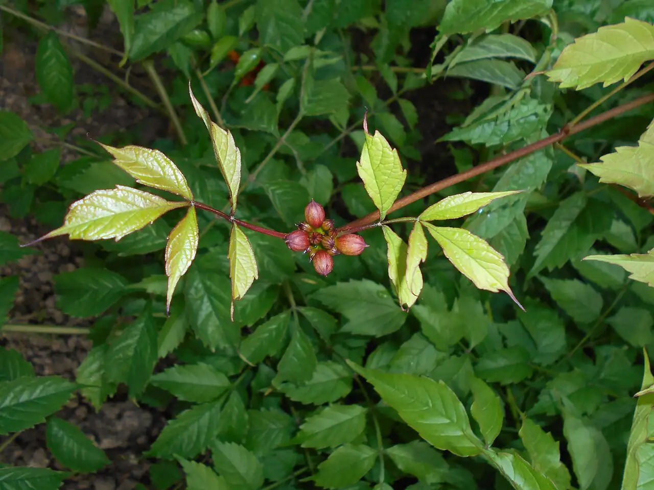 美国凌霄 (Campsis radicans) — 更多视角