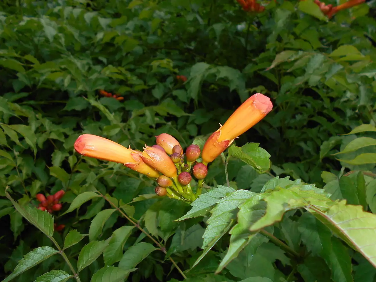 美国凌霄 (Campsis radicans) — 更多视角