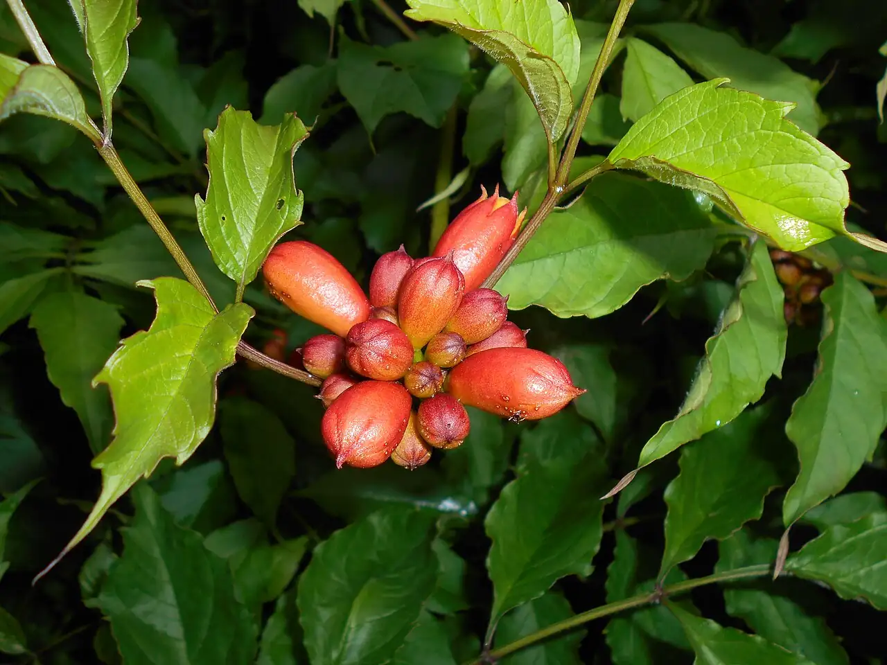 美国凌霄 (Campsis radicans) — 更多视角