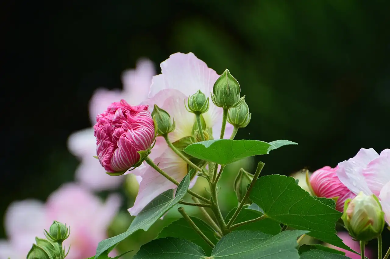 木芙蓉 (Hibiscus mutabilis) — 特写