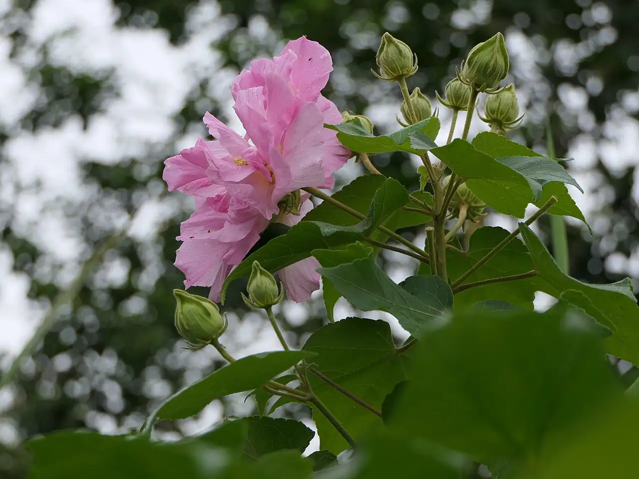 木芙蓉 (Hibiscus mutabilis) — 环境展示