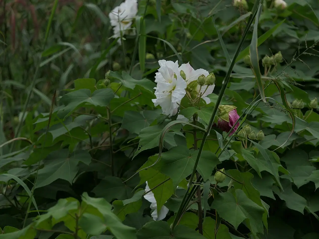 木芙蓉 (Hibiscus mutabilis) — 更多视角