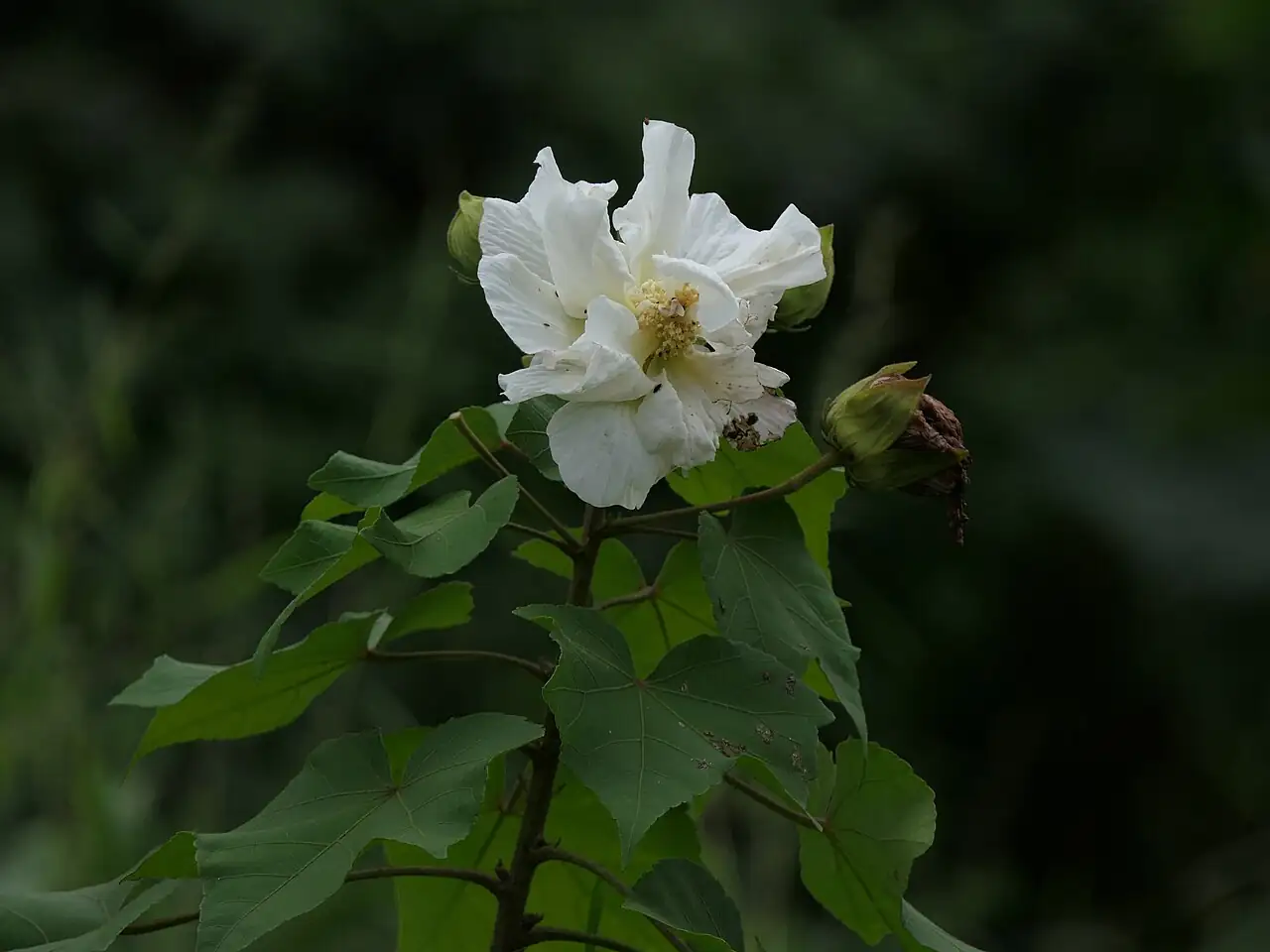 木芙蓉 (Hibiscus mutabilis) — 更多视角