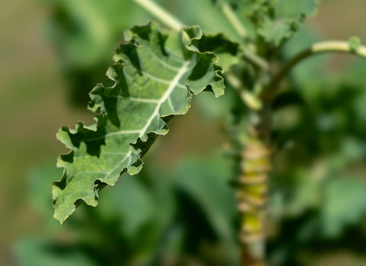 羽衣甘蓝 (Brassica oleracea var. acephala) — 更多视角