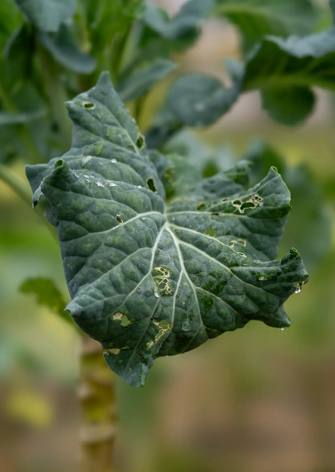 羽衣甘蓝 (Brassica oleracea var. acephala) — 更多视角