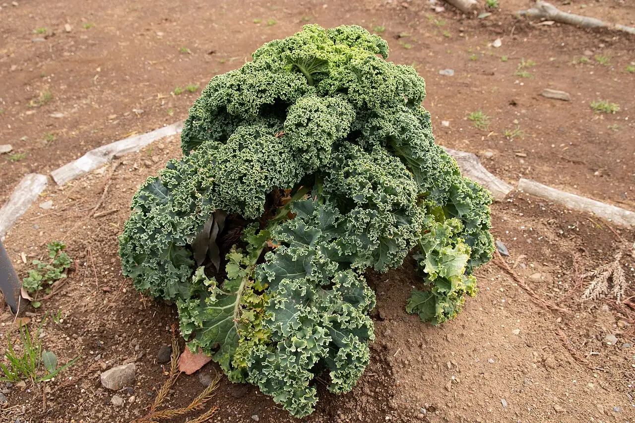 羽衣甘蓝 (Brassica oleracea var. acephala) — 更多视角