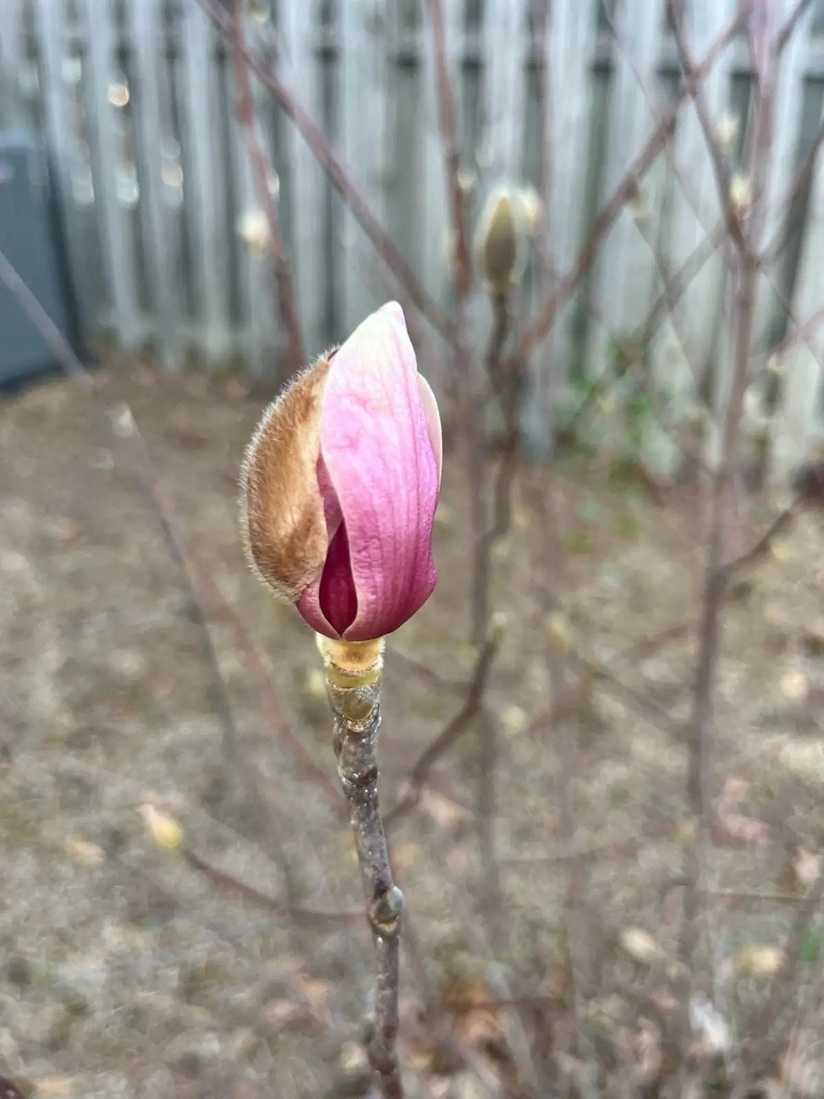 紫玉兰 (Magnolia liliflora) — 特写