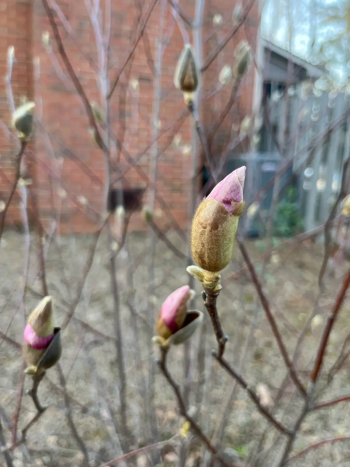 紫玉兰 (Magnolia liliflora) — 更多视角