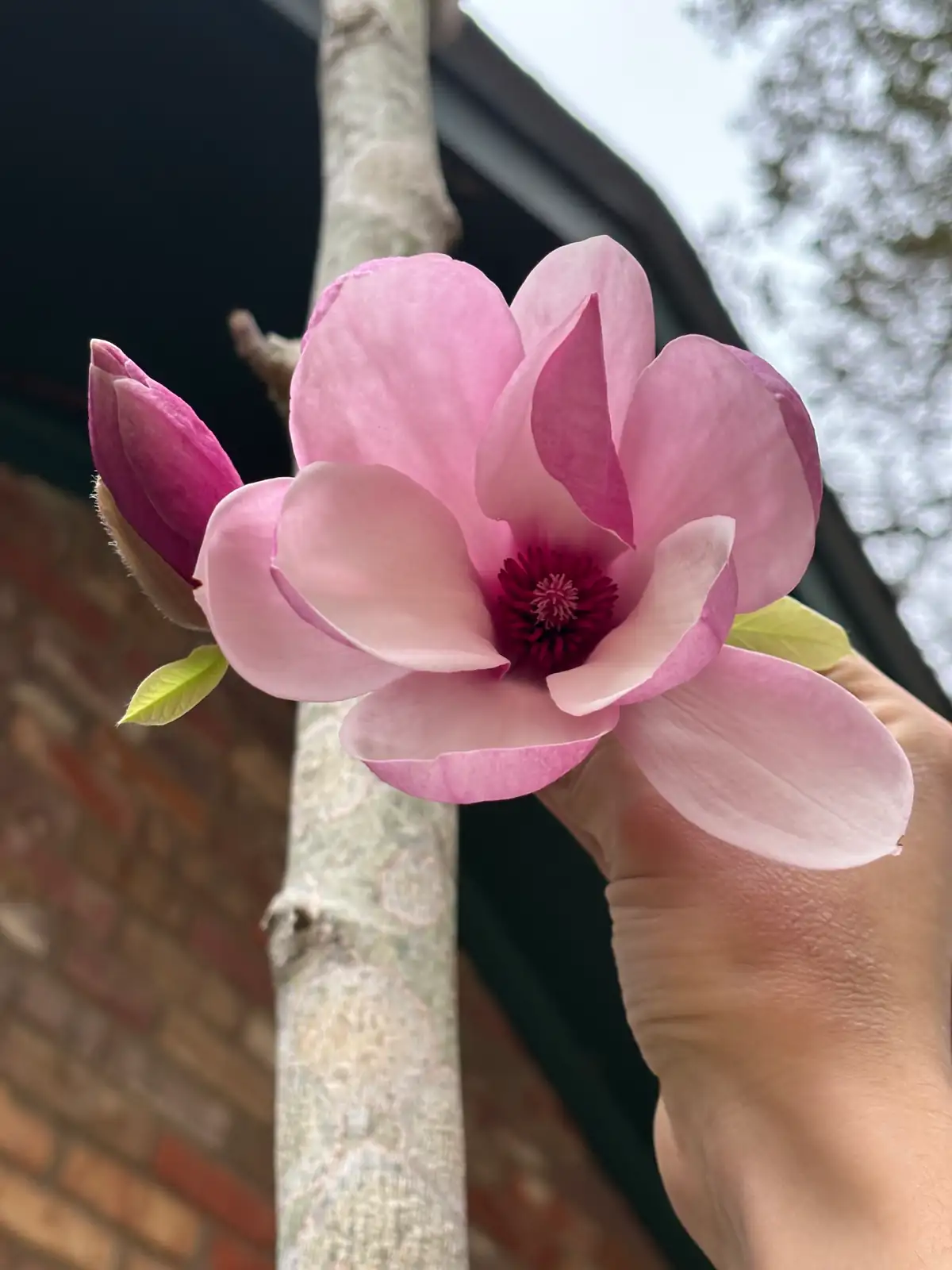 紫玉兰 (Magnolia liliflora) — 更多视角
