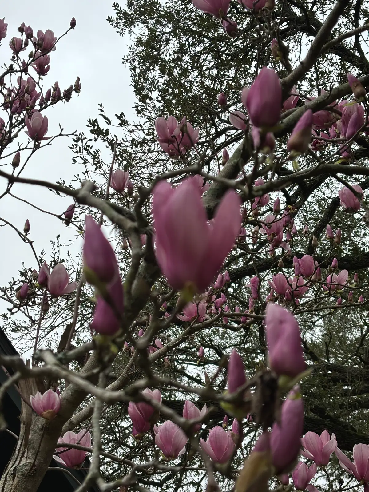 紫玉兰 (Magnolia liliflora) — 更多视角
