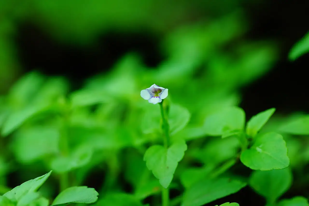 母草 (Lindernia crustacea) — 环境展示