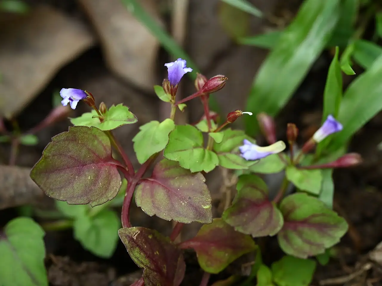 母草 (Lindernia crustacea) — 主图