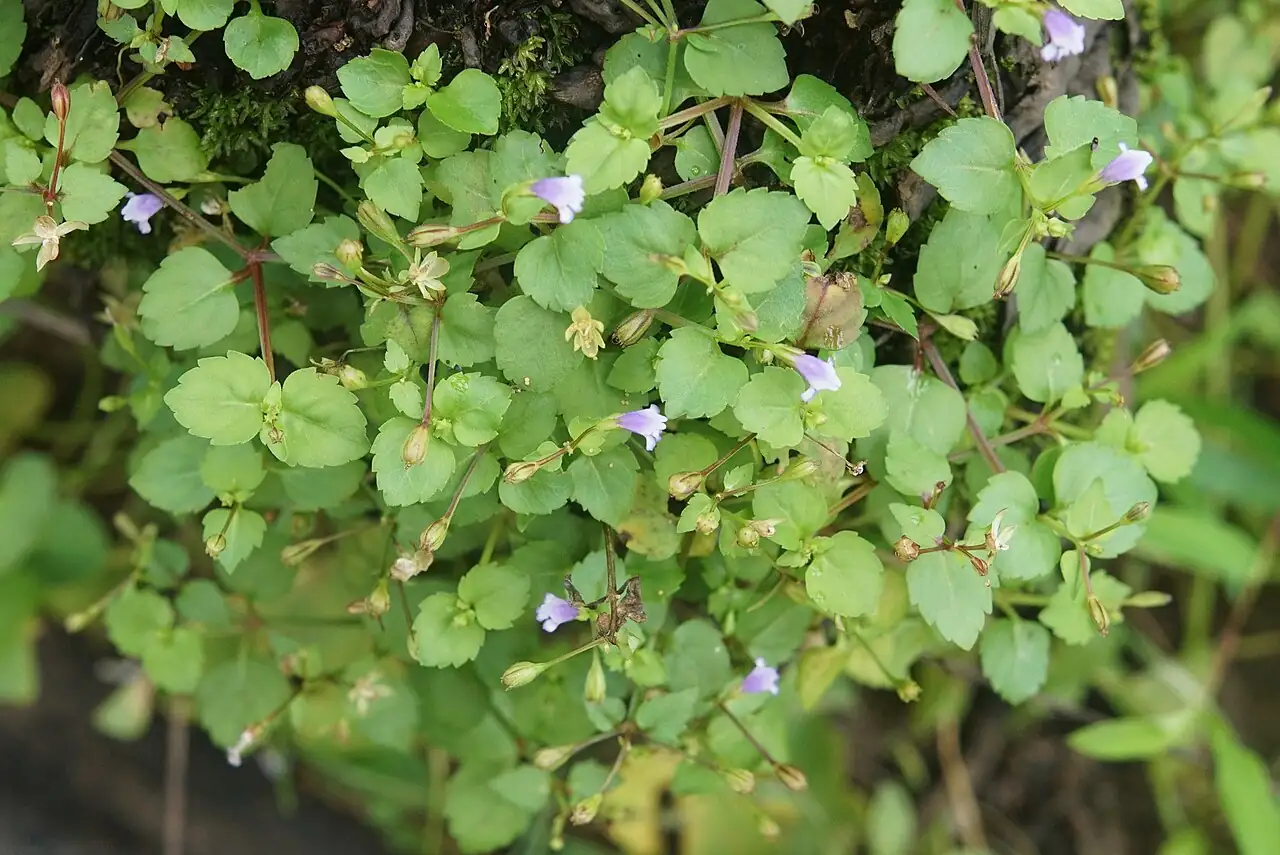 母草 (Lindernia crustacea) — 更多视角