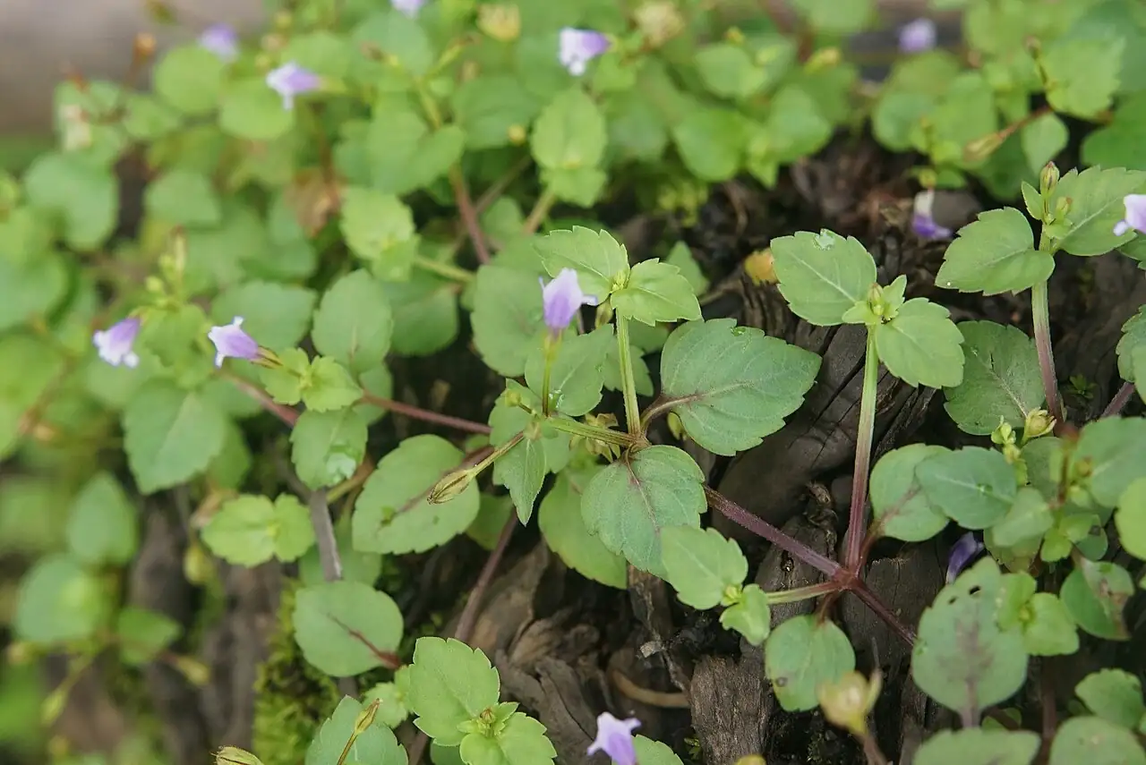 母草 (Lindernia crustacea) — 更多视角