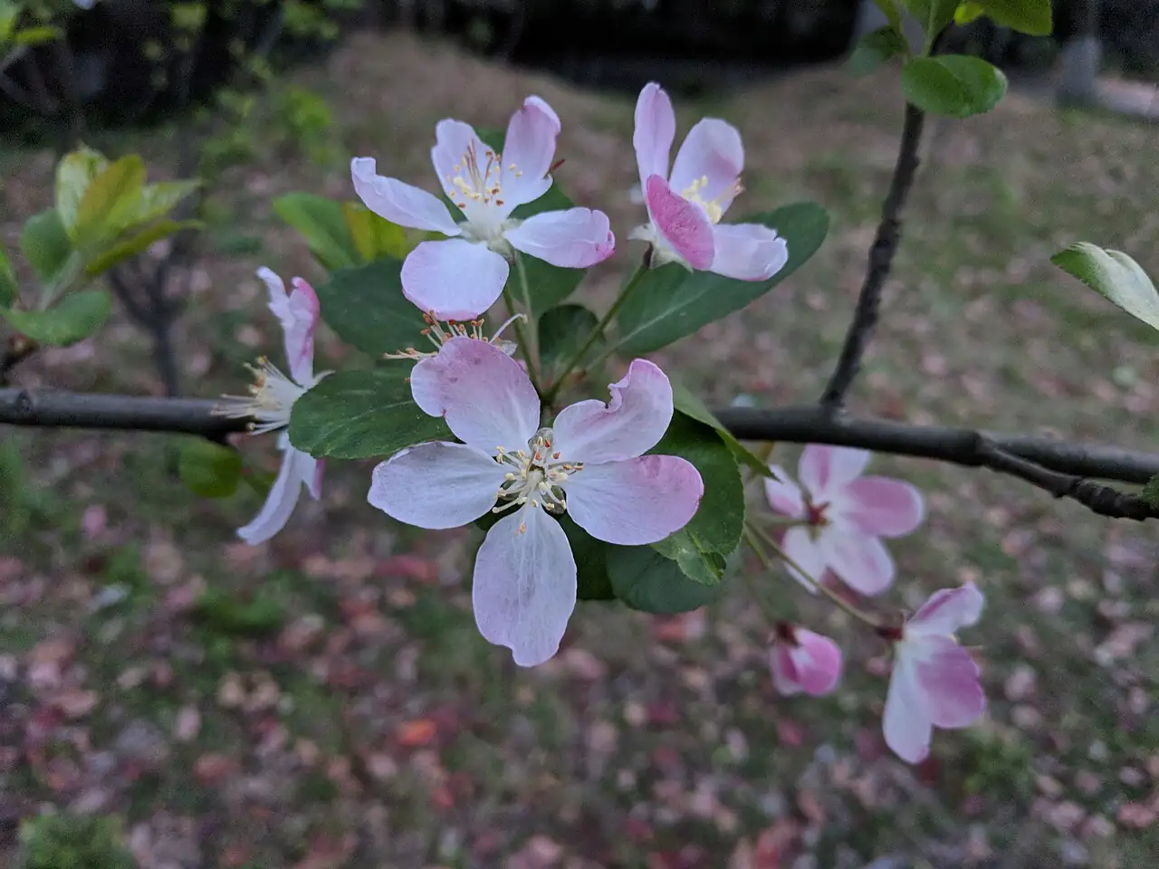 西府海棠 (Malus × micromalus) — 特写