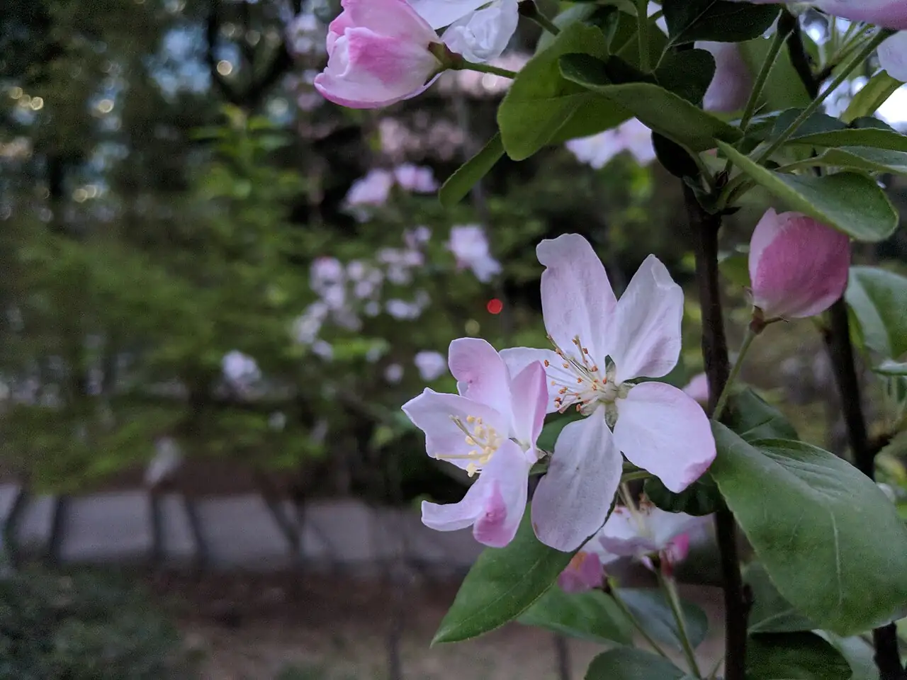 西府海棠 (Malus × micromalus) — 环境展示