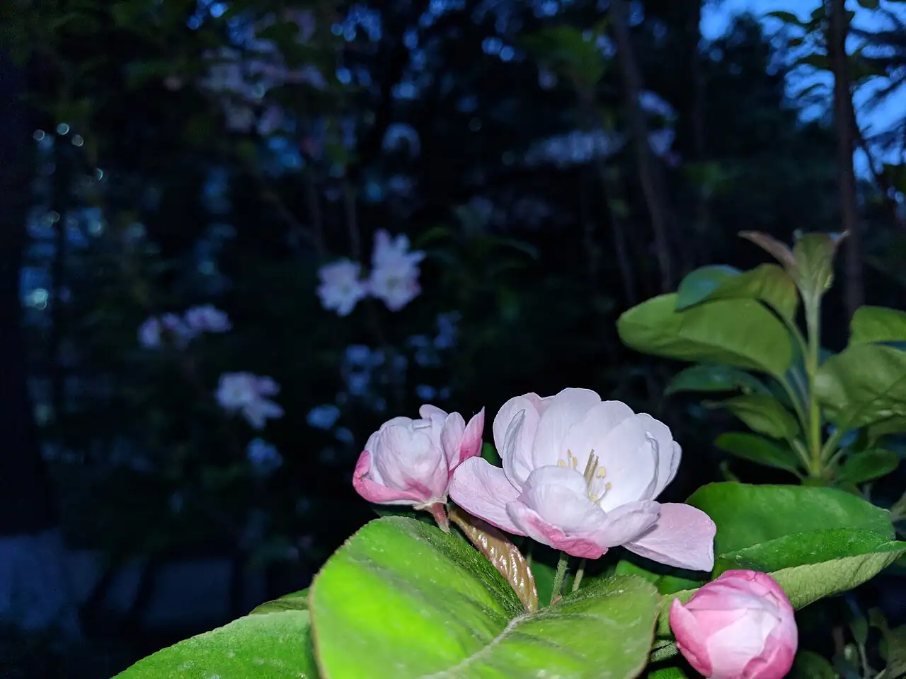 西府海棠 (Malus × micromalus) — 更多视角