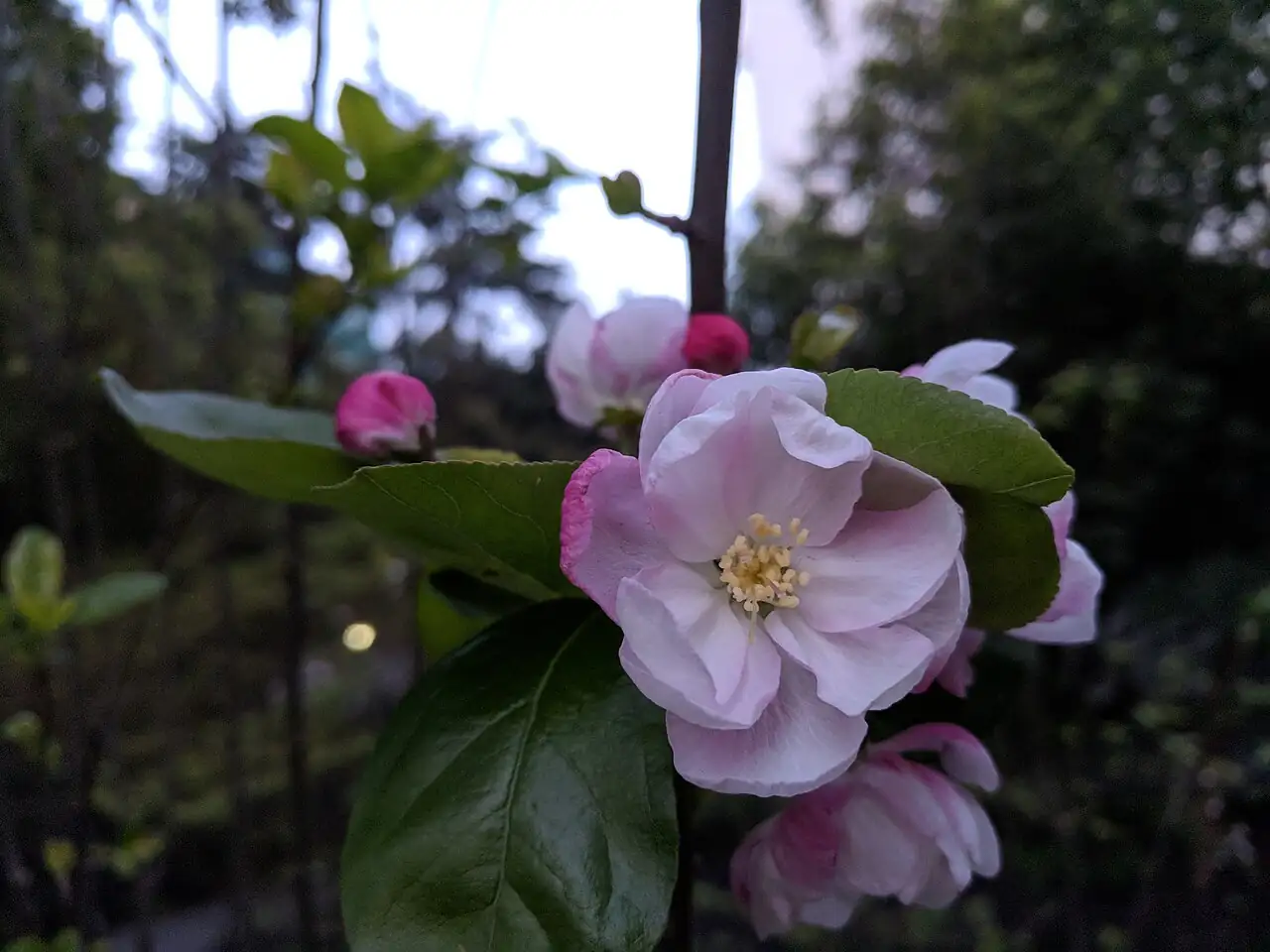 西府海棠 (Malus × micromalus) — 更多视角
