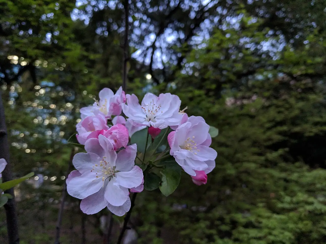 西府海棠 (Malus × micromalus) — 更多视角
