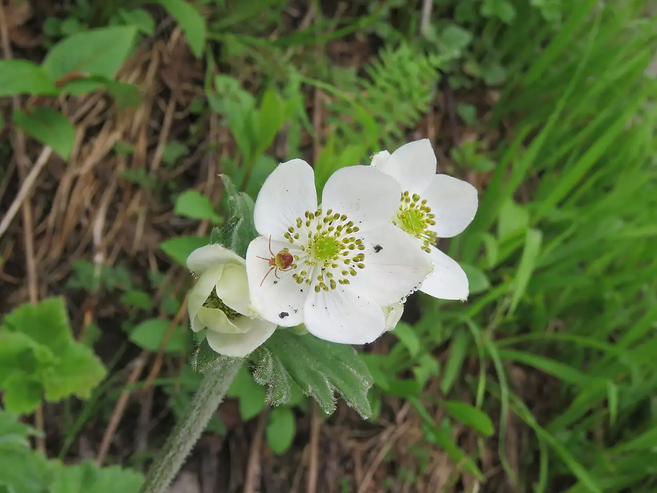 野棉花 (Anemone vitifolia) — 特写