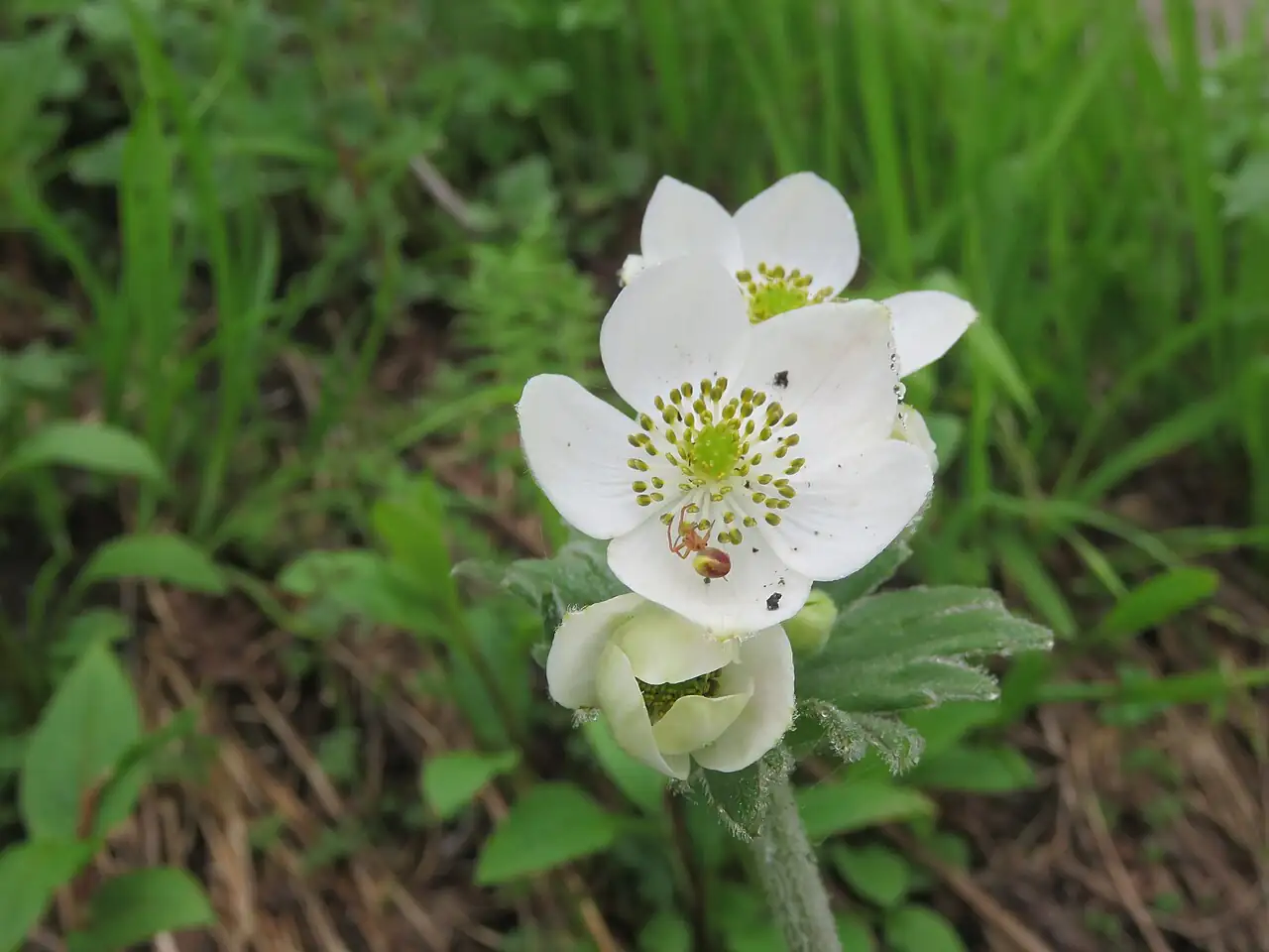 野棉花 (Anemone vitifolia) — 环境展示