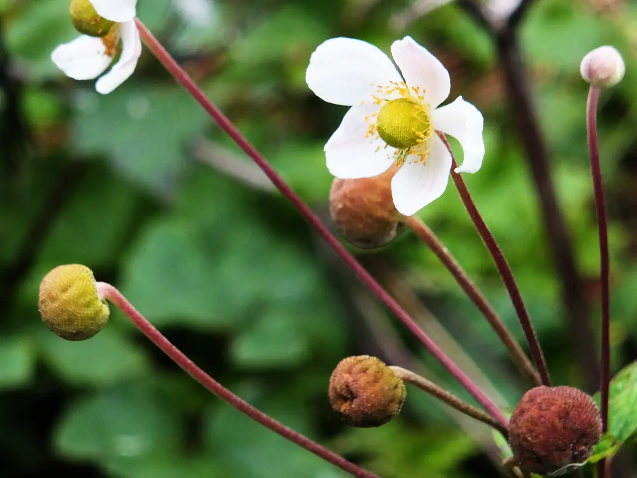野棉花 (Anemone vitifolia) — 主图