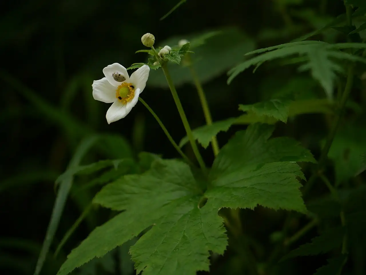 野棉花 (Anemone vitifolia) — 更多视角