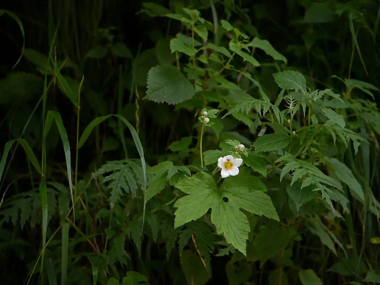 野棉花 (Anemone vitifolia) — 更多视角