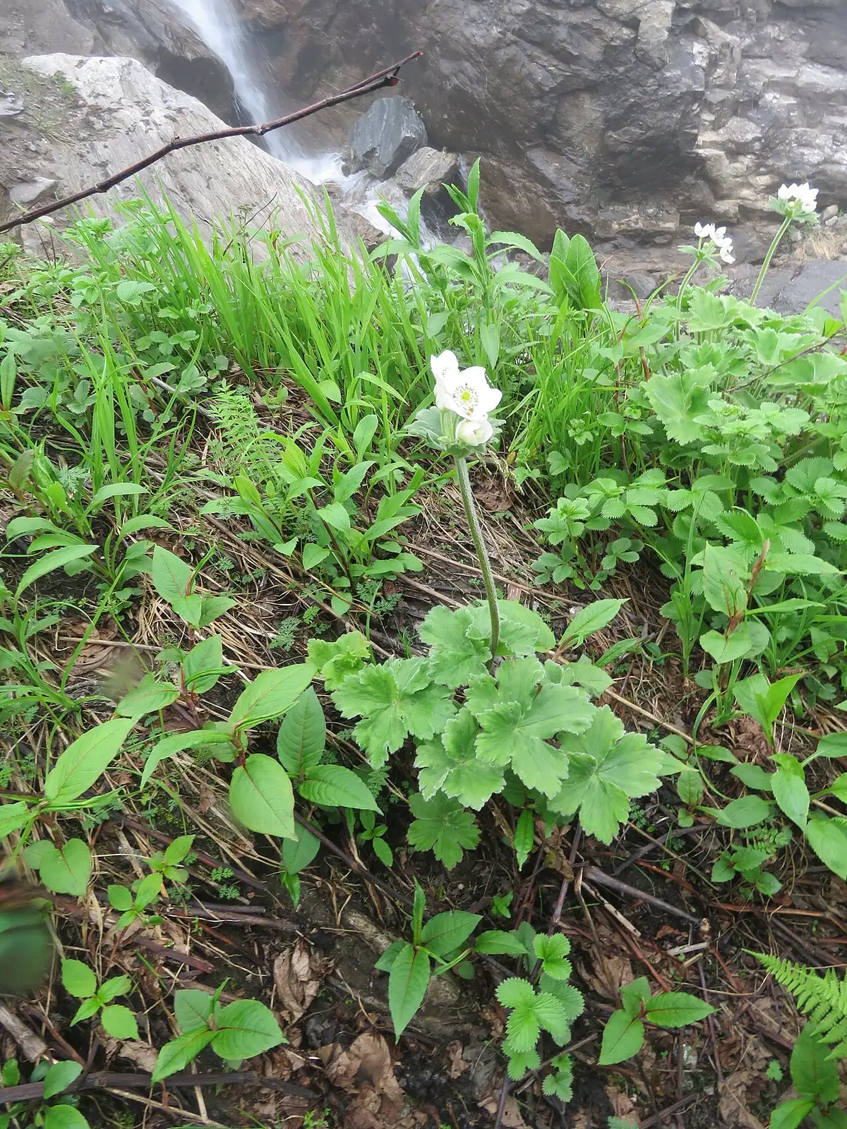野棉花 (Anemone vitifolia) — 更多视角