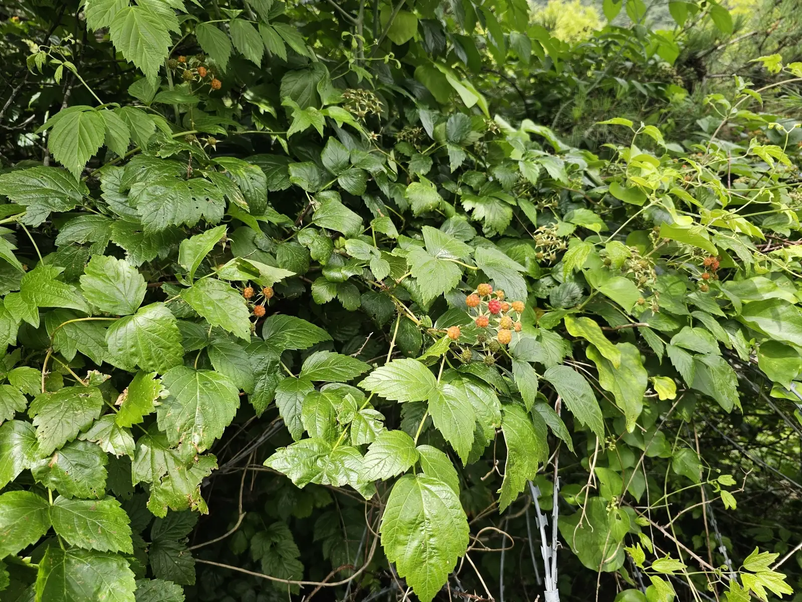 插田莓 (Rubus coreanus) — 主图