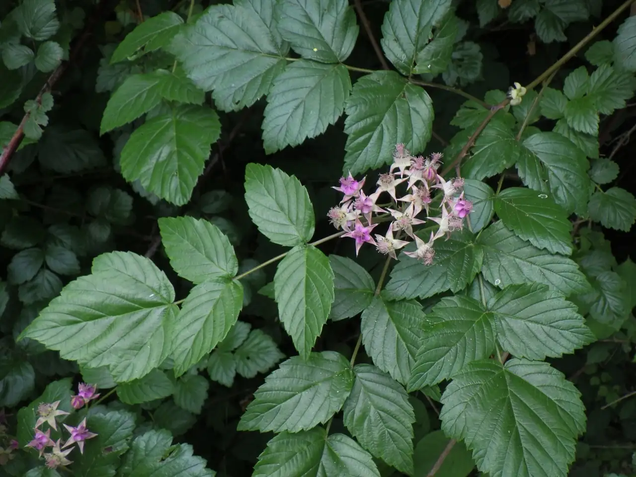 插田莓 (Rubus coreanus) — 细节