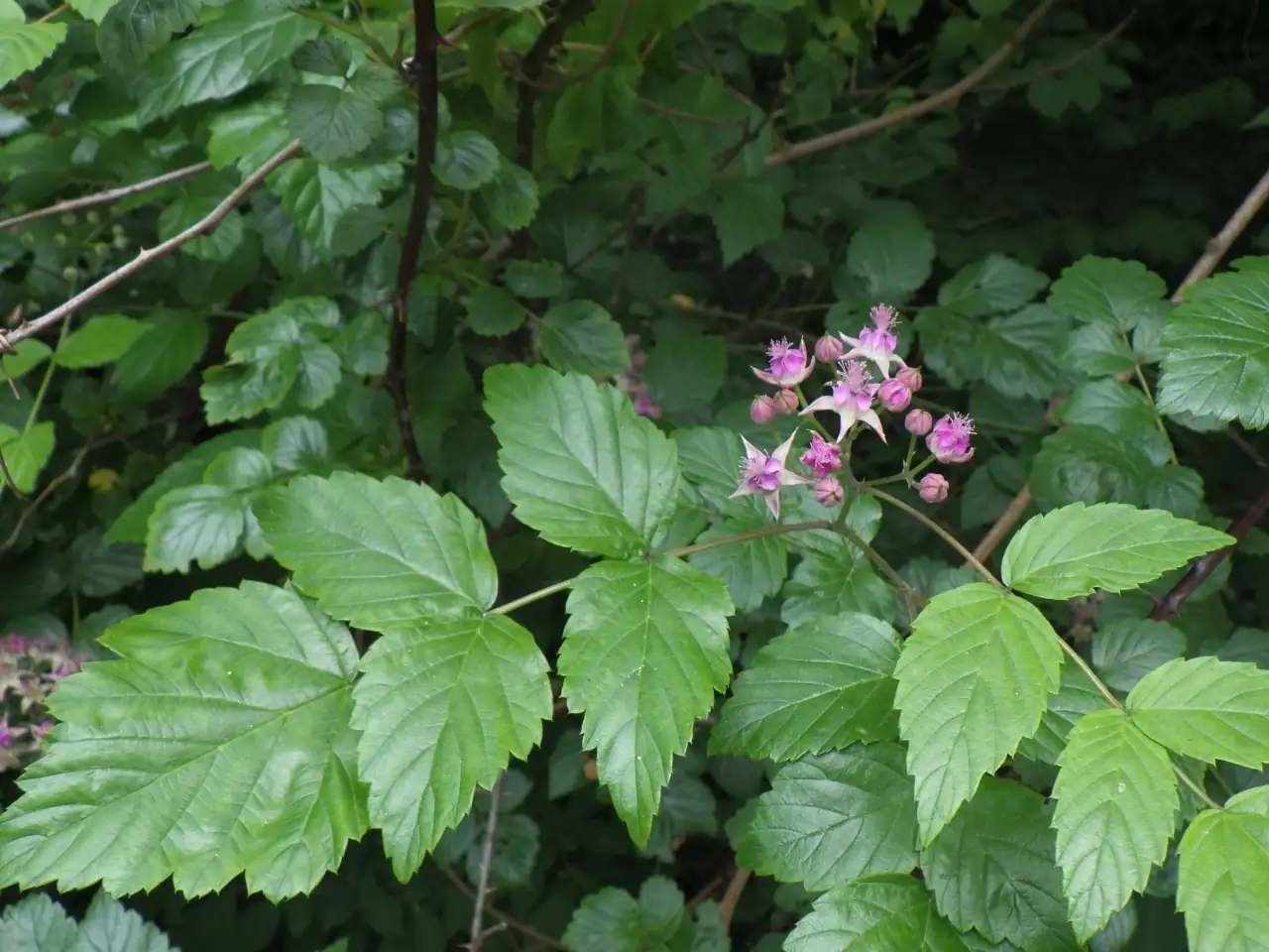 插田莓 (Rubus coreanus) — 特写