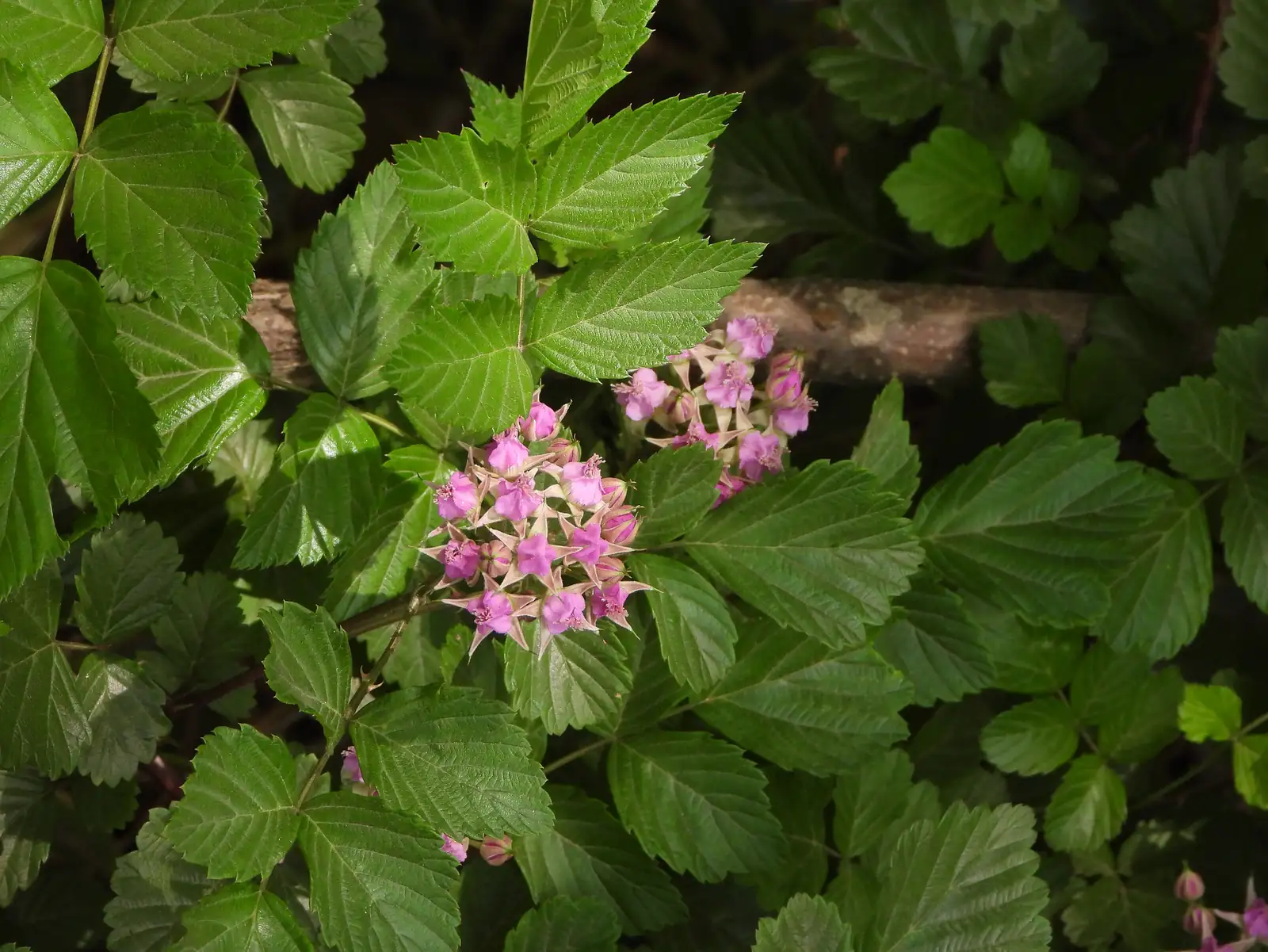 插田莓 (Rubus coreanus) — 环境展示