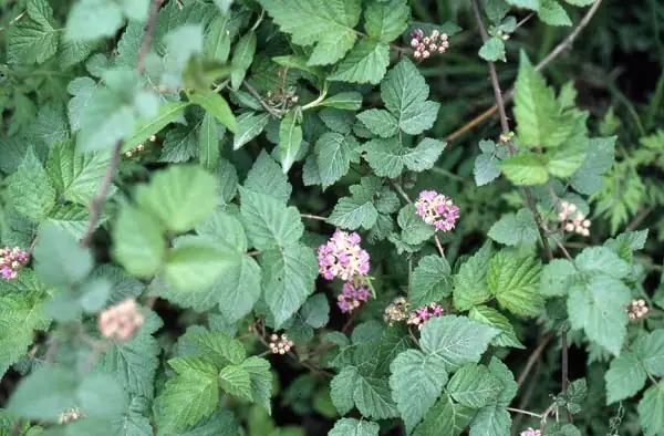 插田莓 (Rubus coreanus) — 更多视角