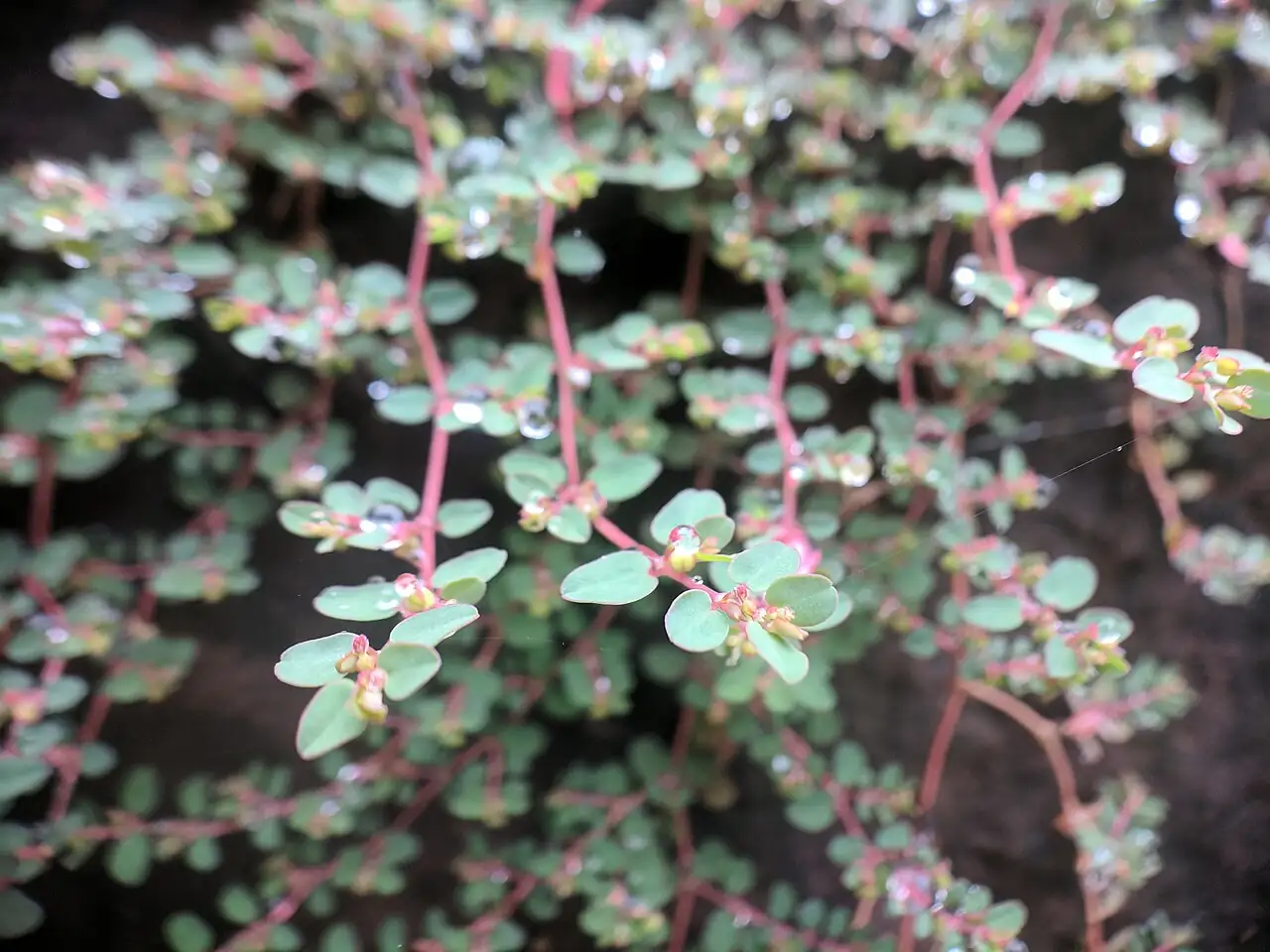 地锦草 (Euphorbia humifusa) — 特写