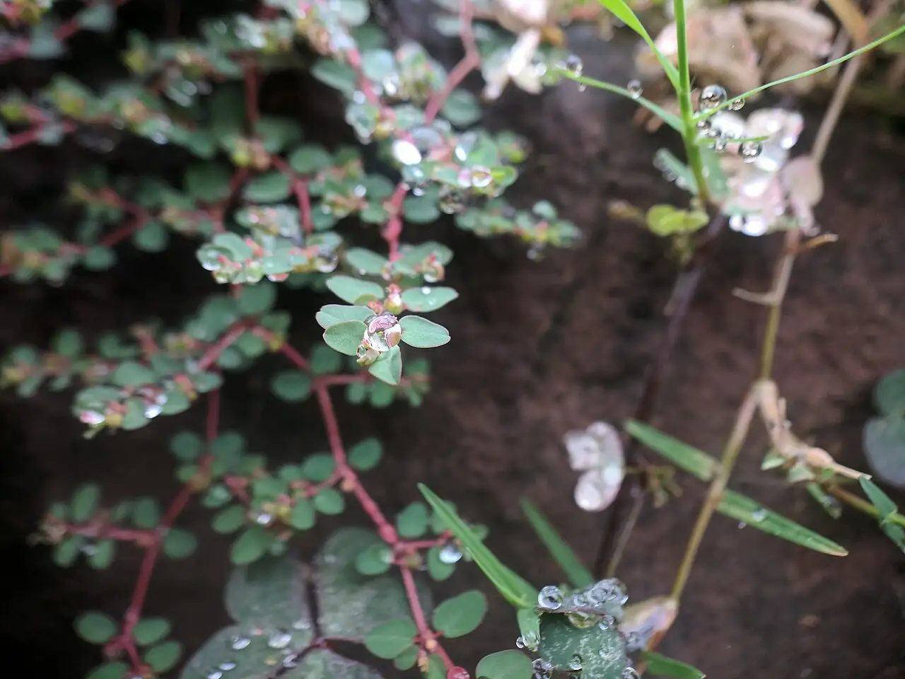 地锦草 (Euphorbia humifusa) — 环境展示