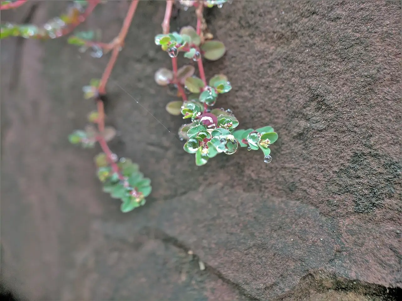 地锦草 (Euphorbia humifusa) — 更多视角