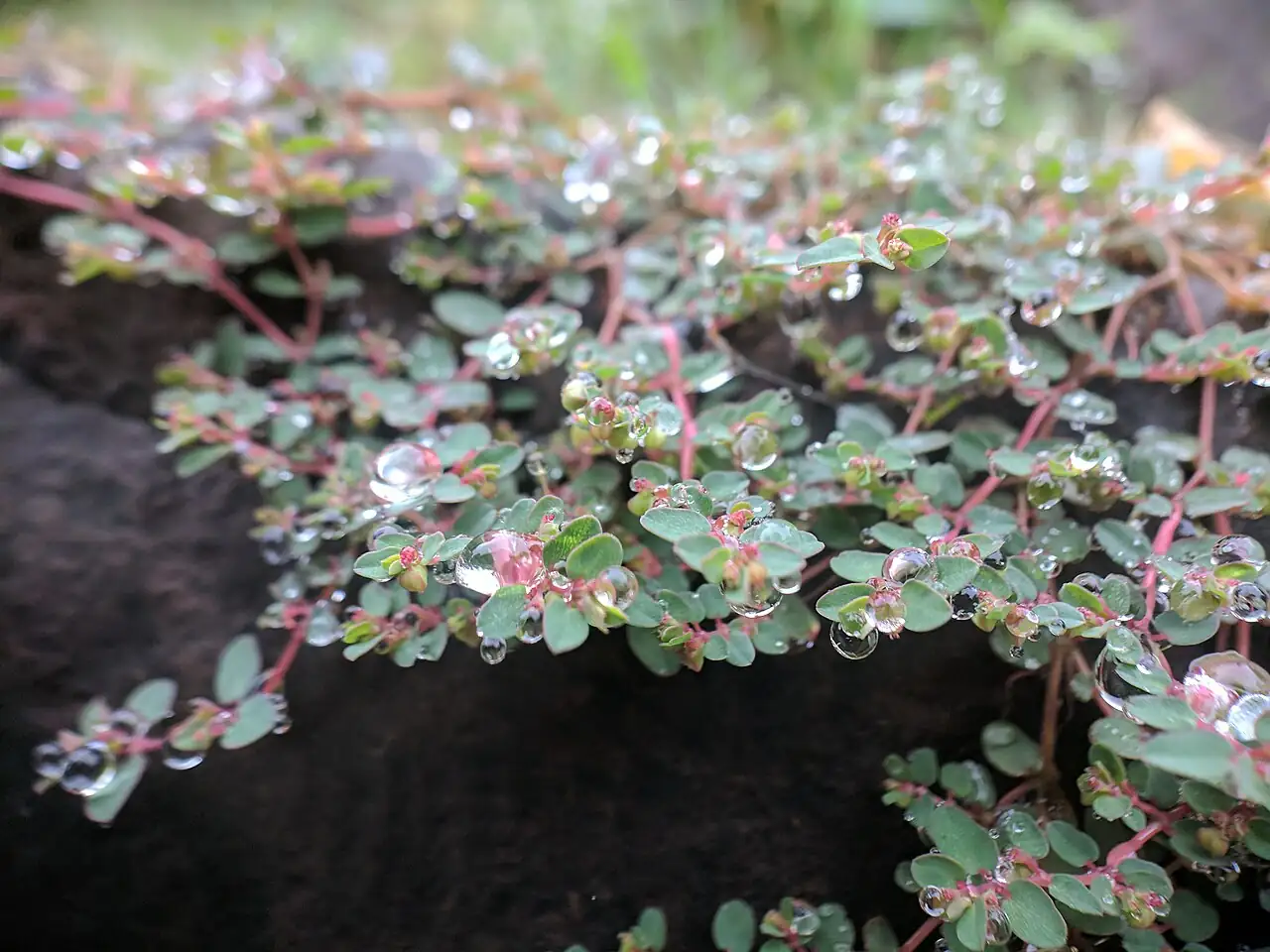 地锦草 (Euphorbia humifusa) — 更多视角