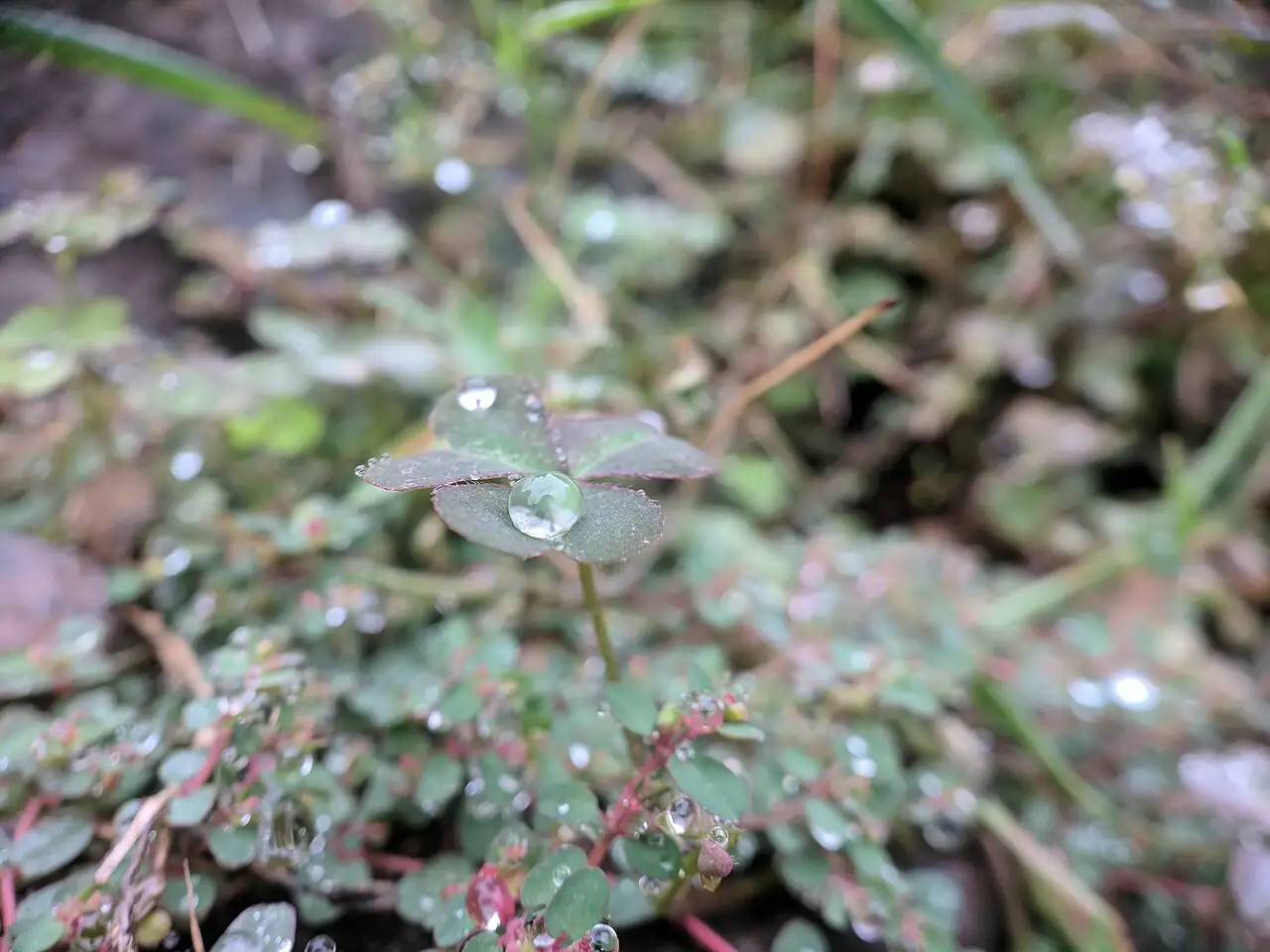 地锦草 (Euphorbia humifusa) — 更多视角
