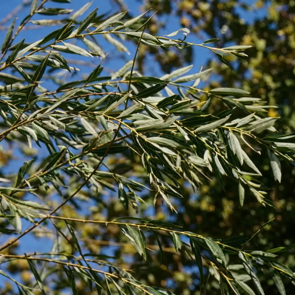 早柳 (Salix matsudana) — 细节
