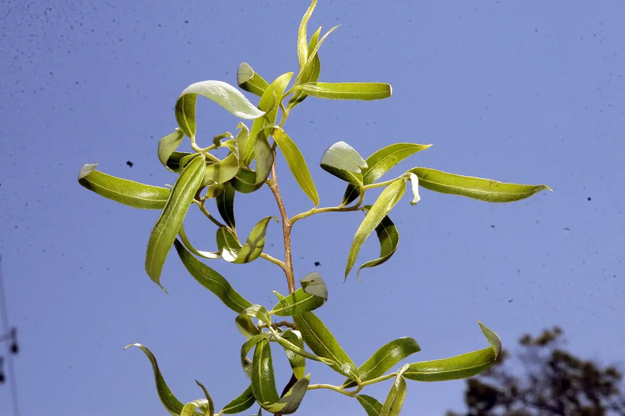 早柳 (Salix matsudana) — 特写