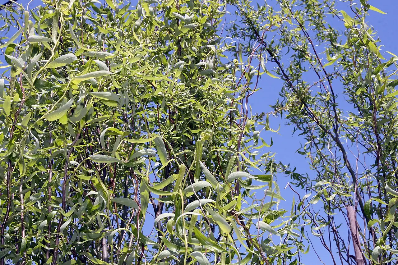 早柳 (Salix matsudana) — 环境展示