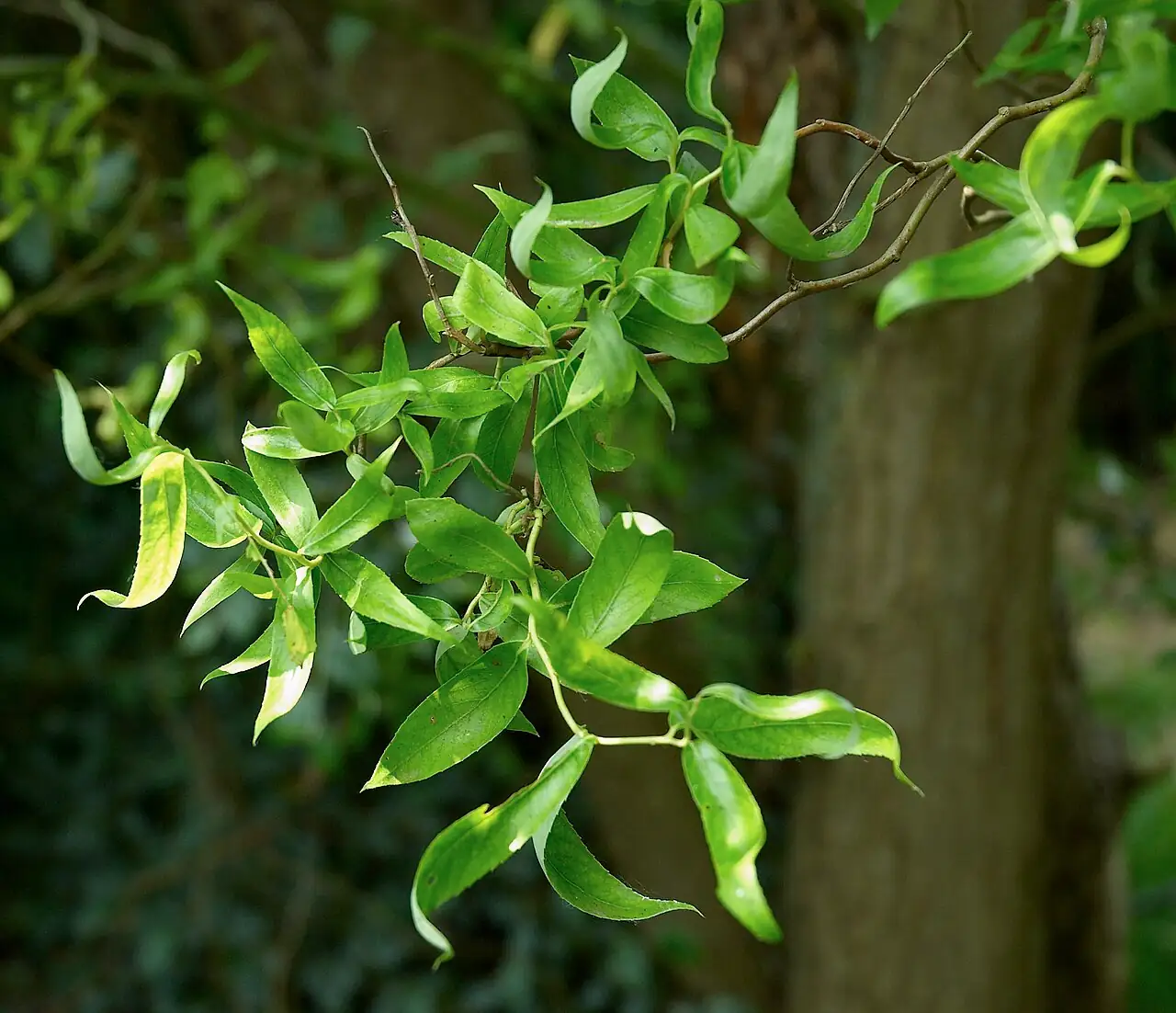 早柳 (Salix matsudana) — 主图