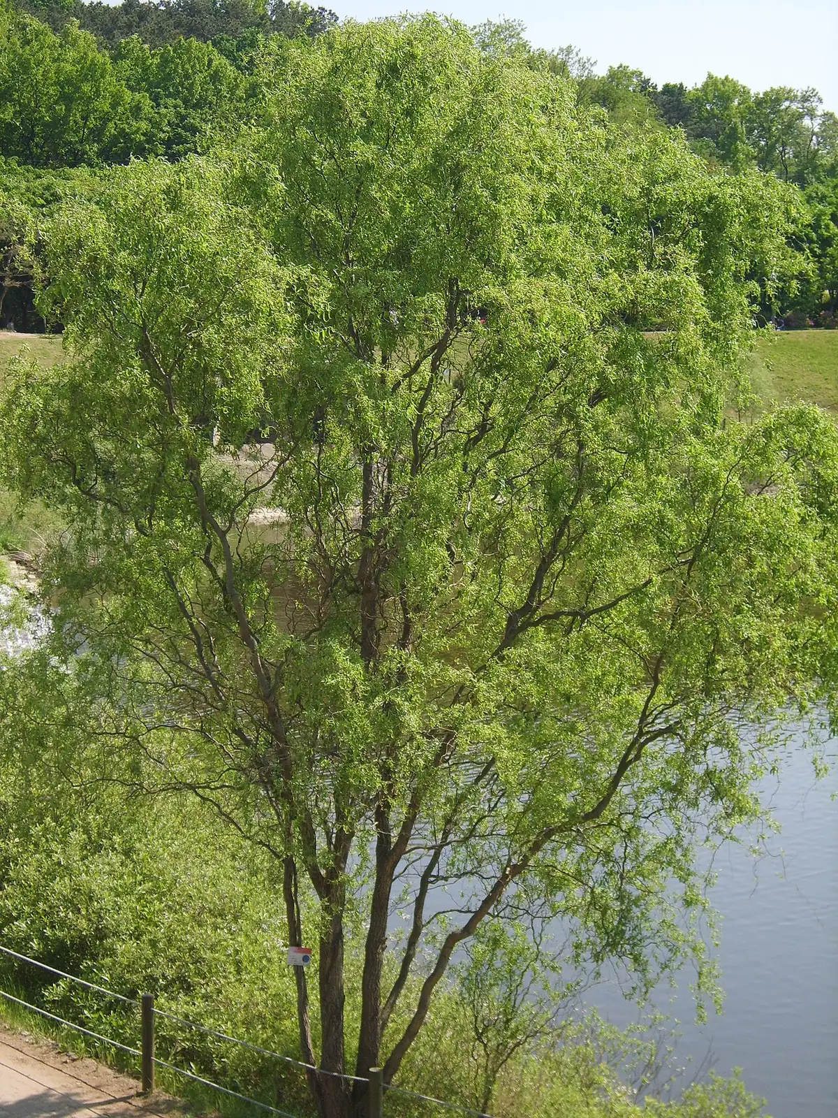 早柳 (Salix matsudana) — 更多视角