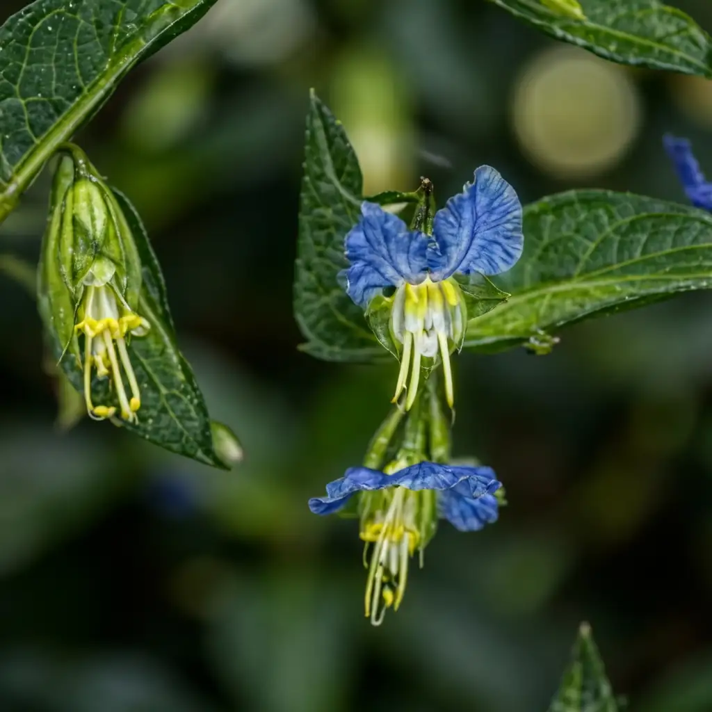 鸭跖草 (Commelina communis) — 主图