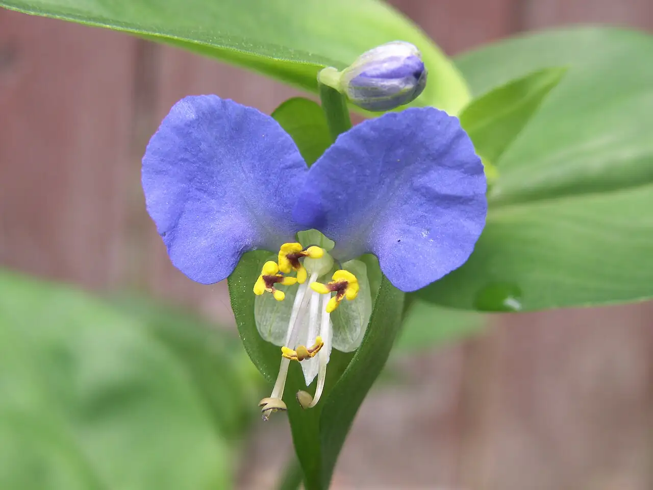 鸭跖草 (Commelina communis) — 特写