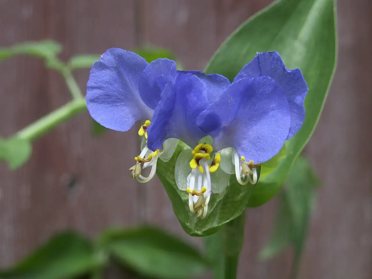 鸭跖草 (Commelina communis) — 环境展示