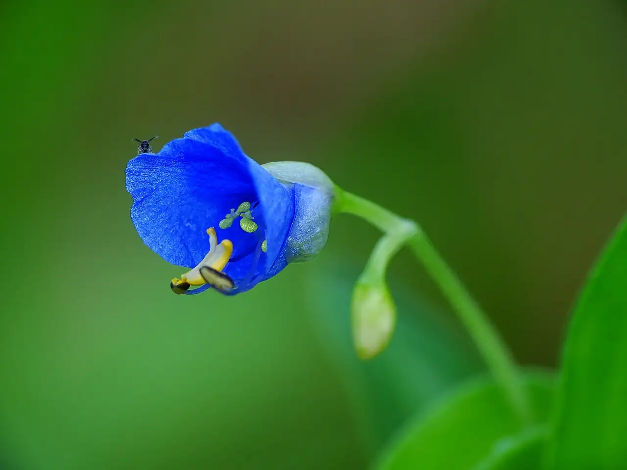鸭跖草 (Commelina communis) — 更多视角