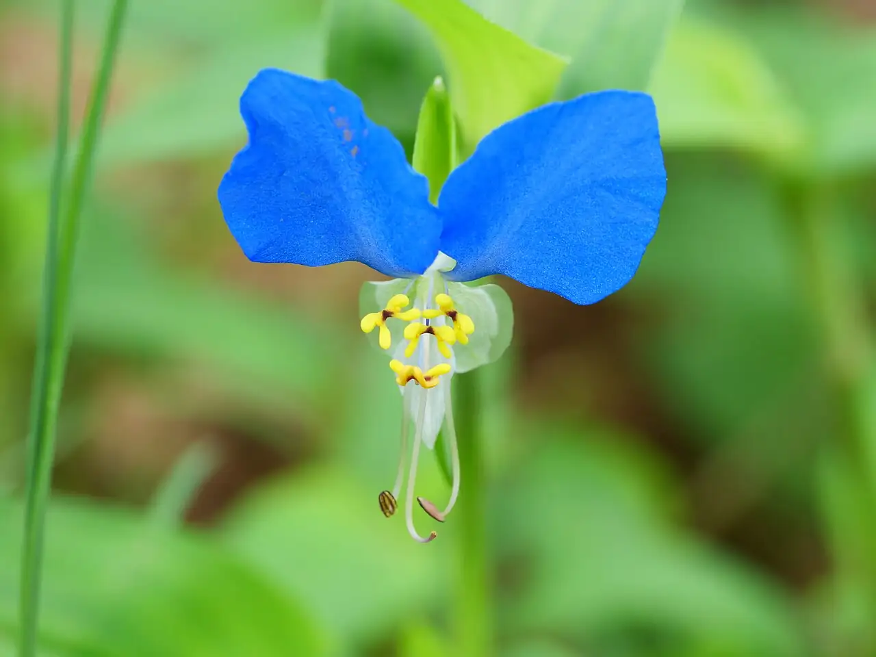 鸭跖草 (Commelina communis) — 更多视角