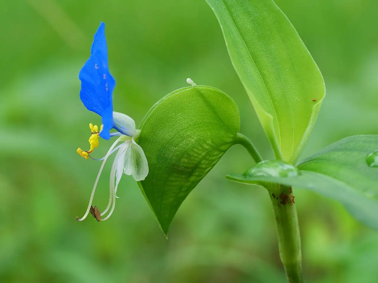 鸭跖草 (Commelina communis) — 更多视角